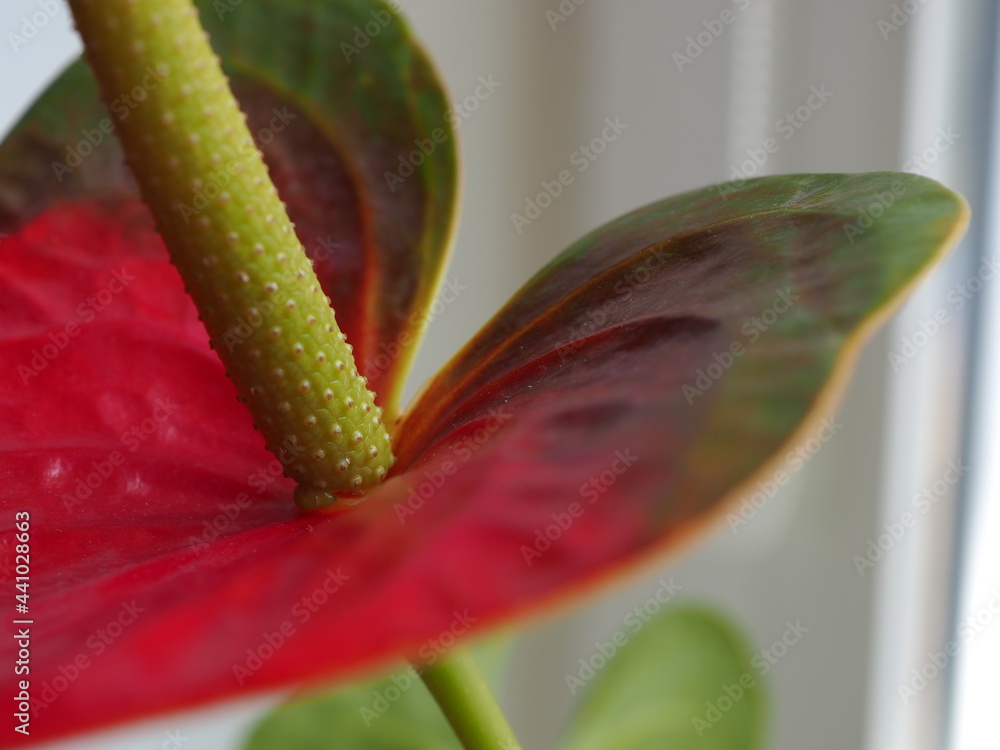 Słupek kwiatowy Anturium