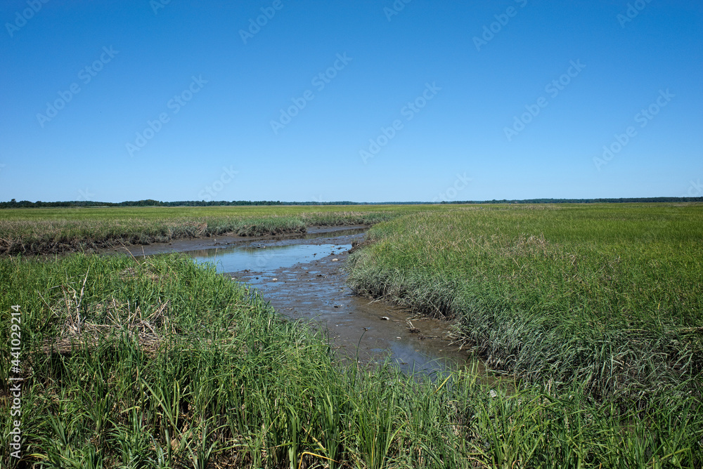 Saltmarsh along the Delaware coast in USA in morning sun. Also known as a coastal salt marsh or tidal marsh it is located between land and brackish water that is regularly flooded by the tides.
