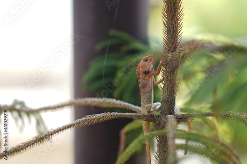 Closeup of Chameleons in garden