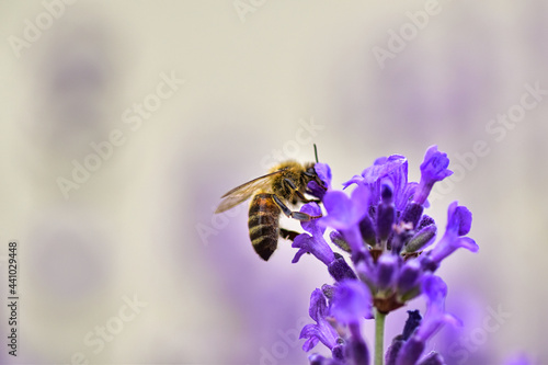 Biene beim Sammeln am Lavendel