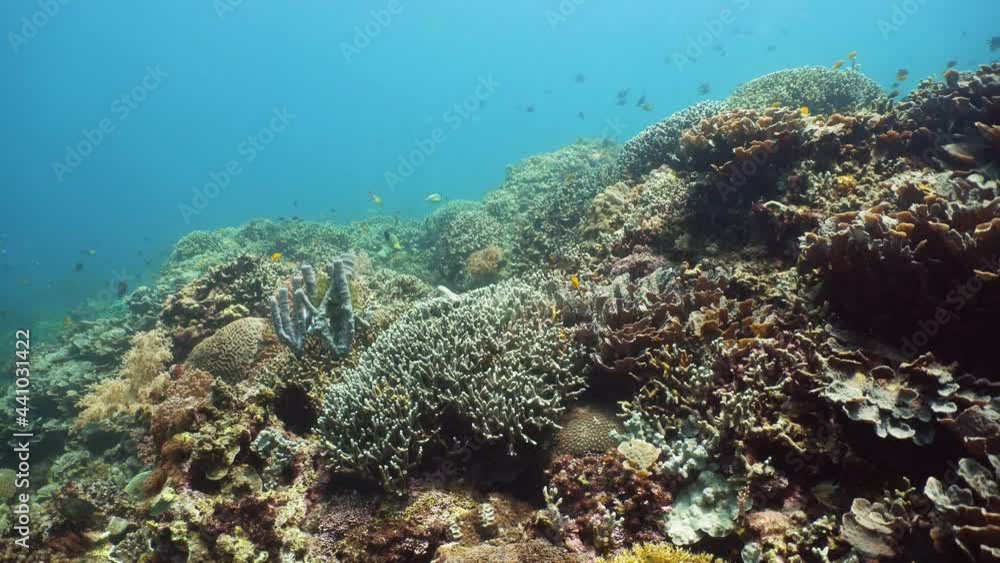Coral reef and tropical fishes. The underwater world of the Philippines. Coral reef and tropical fishes. The underwater world of the Philippines.