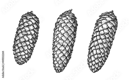Spruce cone set. Hand drawn sketch in engraving style. Vintage vector illustration