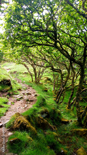 Fairy Glen - Isle of Skye