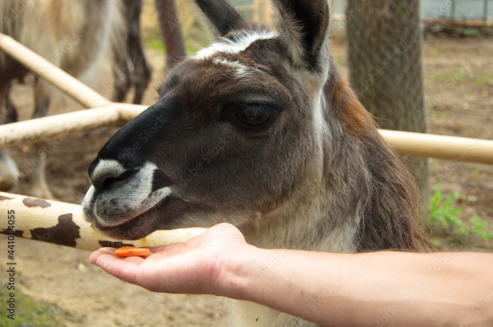 Cute llama eats a carrot from the hand.