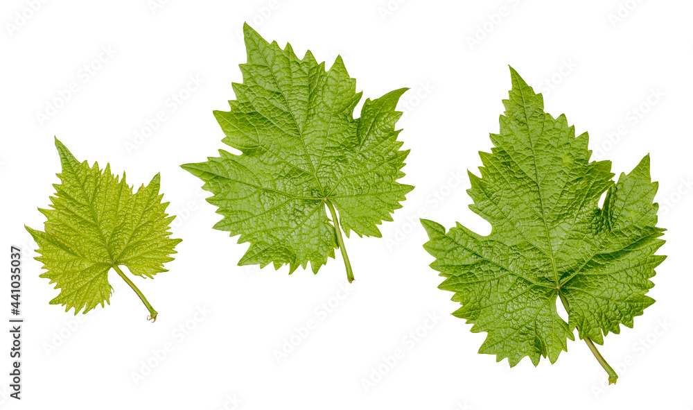 Green grape leaves isolated on a white background, top view Green grape leaves isolated on a white background, top view