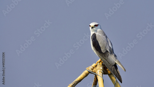 Closeup shot of a bat hawk bird perched on the wood photo