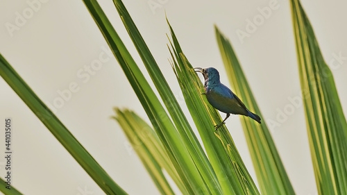 Selective focus shot of an Aglaiocercus bird on the green leaves photo