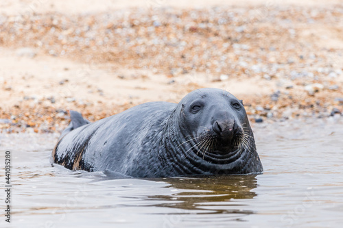 Grey Seal laying off Blakeney beach