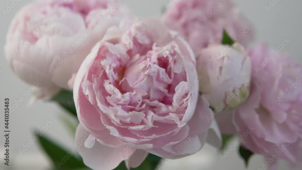 Close-up of a bouquet of beautiful gently pink peonies. Close-up of a bouquet of beautiful gently pink peonies.