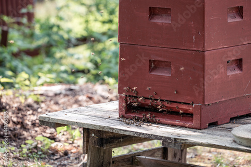 Photography bee hives in the forest, nacka, sweden,sverige, stockholm