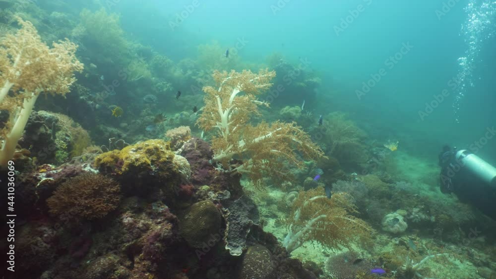 Tropical fishes and coral reef at diving. Beautiful underwater world with corals and fish. Camiguin, Philippines. Tropical fishes and coral reef at diving. Beautiful underwater world with corals and fish. Camiguin, Philippines.