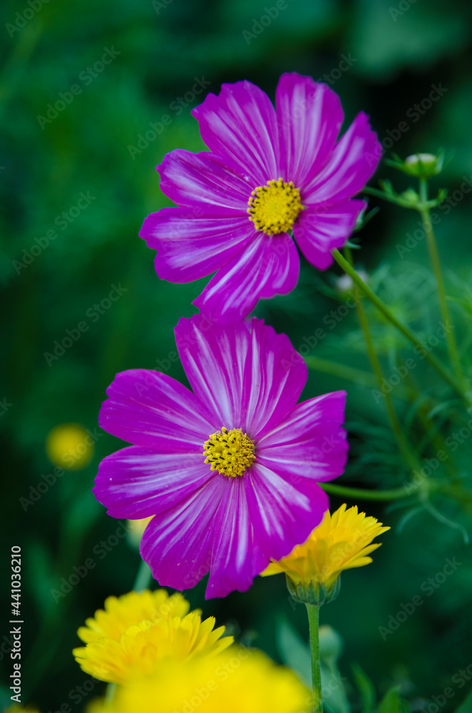 Nature Nature