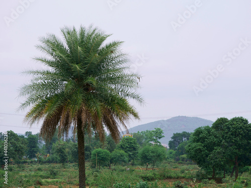 Coconut tree presented on green forest nature sky background.