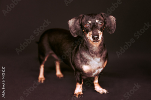 Dachshund dog portrait at studio