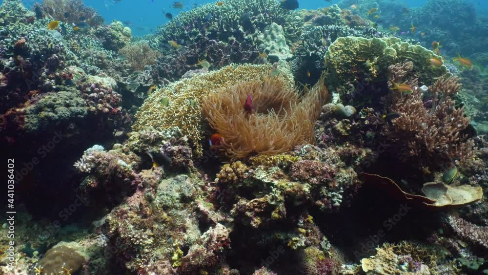 Sea anemone and clown fish on coral reef, tropical fishes. Underwater world diving and snorkeling on coral reef. Hard and soft corals underwater landscape