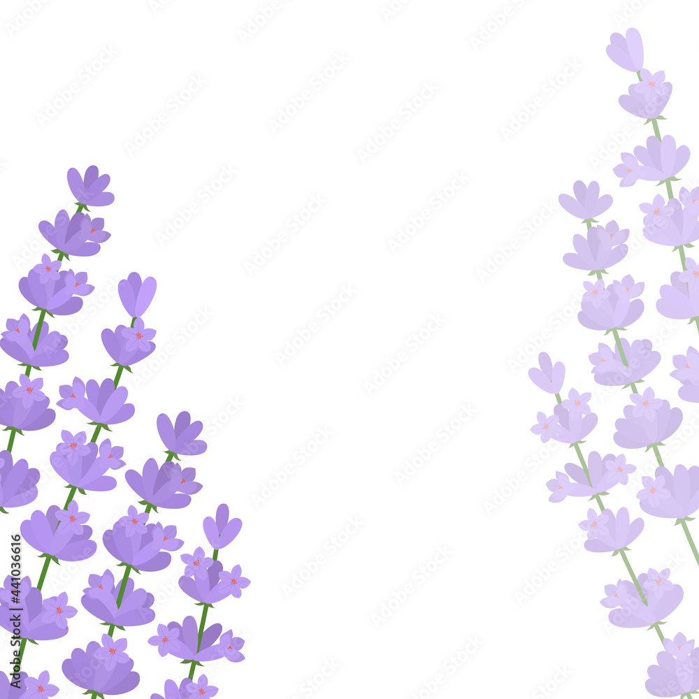 Lavender flowers card vector illustration. Greeting provence wildflowers	