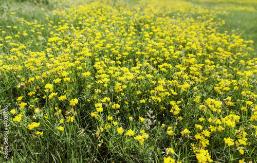 Yellow daisy in garden © celiafoto