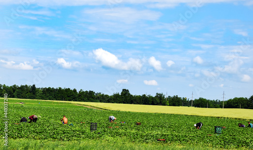 Green field and people harvesting while working on a plantation outdoors, under the sun, copy space. Collection of strawberries by a group of workers in boxes. Seasonal harvest in the village.