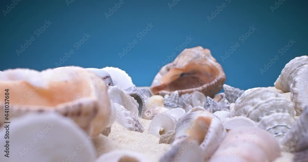 detailed extreme close-up of small and large shells of rapan shells on the sand on a blue background. detailed extreme close-up of small and large shells of rapan shells on the sand on a blue background.