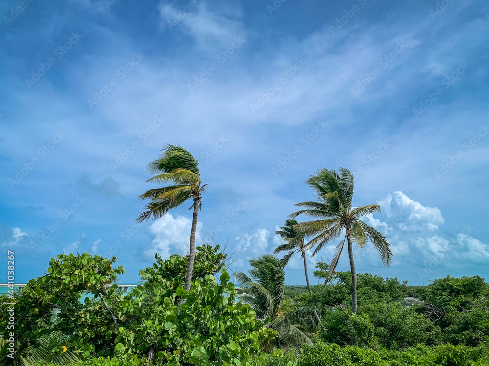 blowing tropical palm trees with blue sky and clouds
