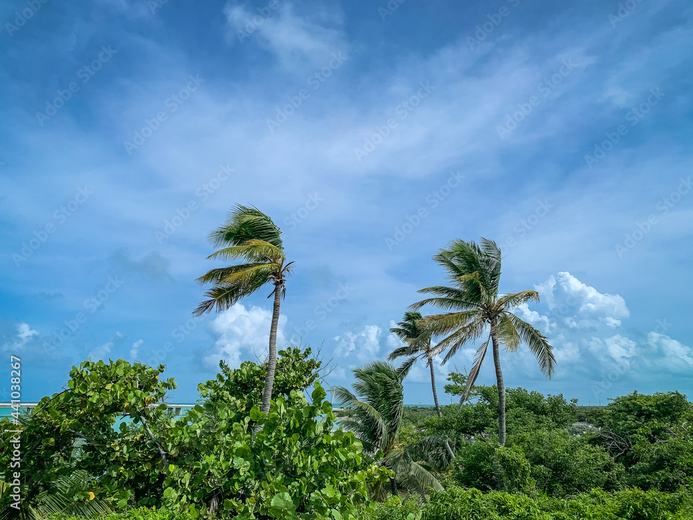 Naklejka premium blowing tropical palm trees with blue sky and clouds