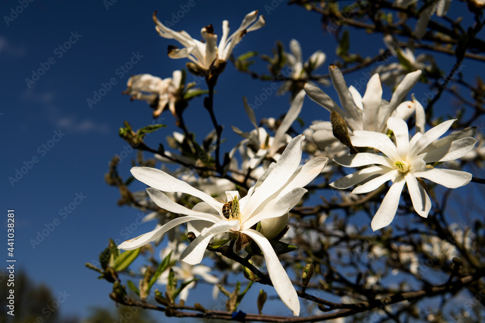 Obraz premium bee honey almond almods tree flower background srping isolated blue sky background.