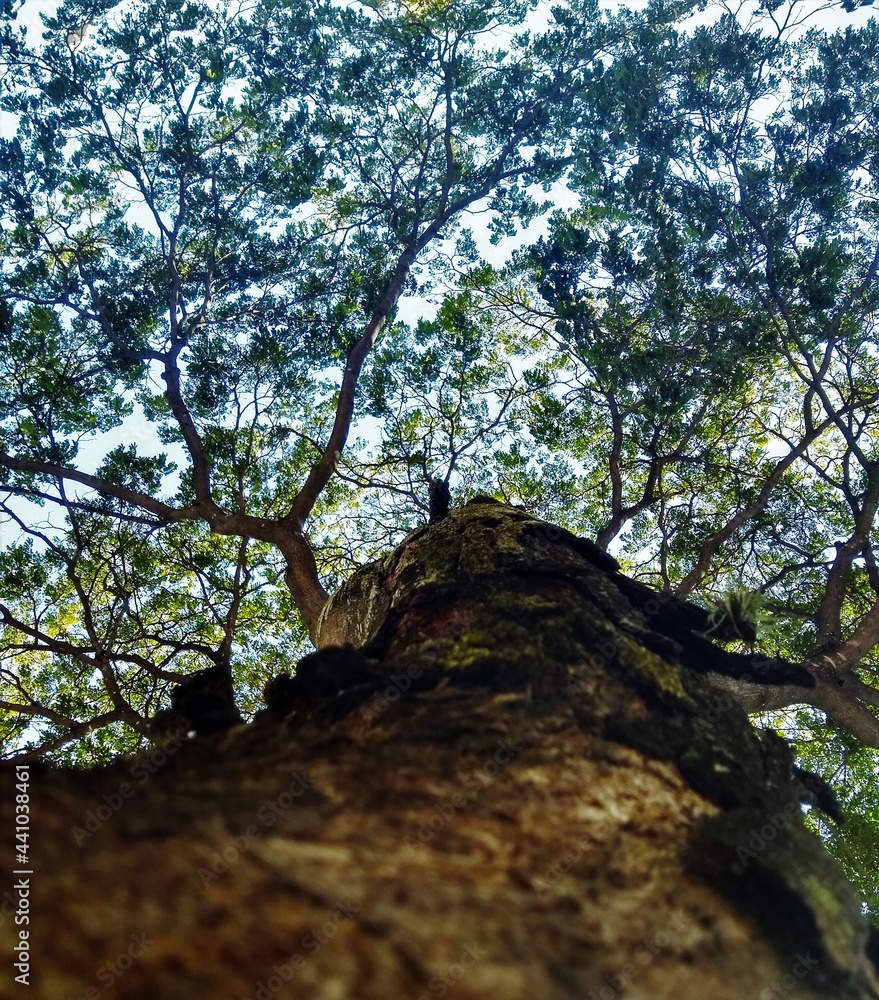 Fototapeta premium Tree
