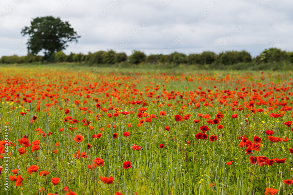 Poppy field at Brancaster