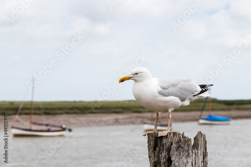Gull resting on a wooden post at Burnham Overy Staithe