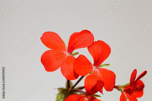 Scarlet geranium, Pelargonium inquinans photo