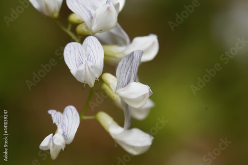 Fototapeta Naklejka Na Ścianę i Meble -  Wood vetch flowers, Vicia sylvatica