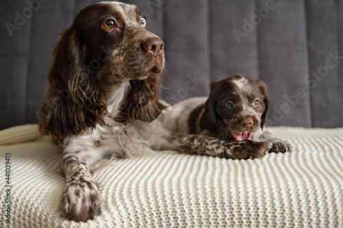 Russian spaniel chocolate merle dog with puppy lying on couch