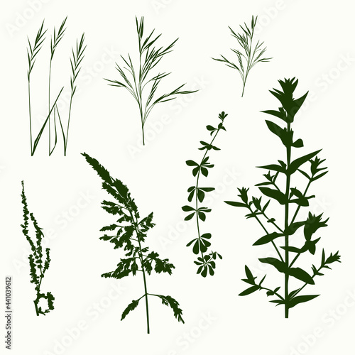 A set of silhouettes of forest grasses