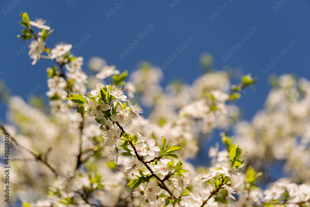 Beautiful flowering fruit trees. Blooming plant branches in spring warm bright sunny day. White tender flowers background Beautiful flowering fruit trees. Blooming plant branches in spring warm bright sunny day. White tender flowers background