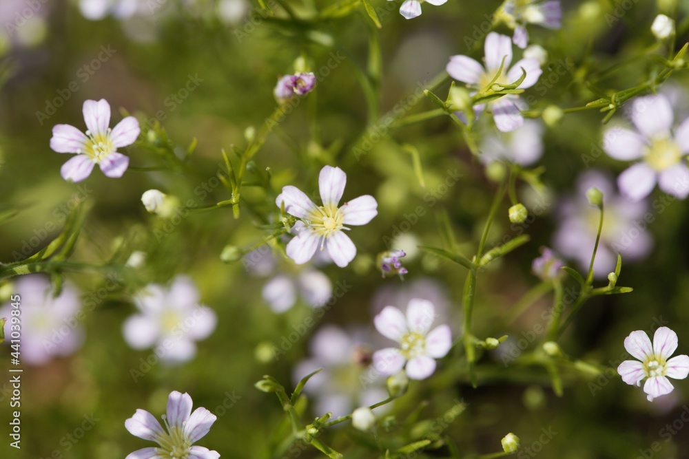 Annual gypsophila, Gypsophila muralis Annual gypsophila, Gypsophila muralis
