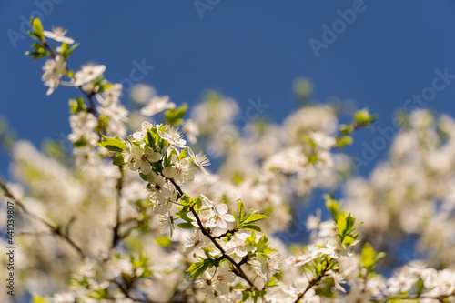 Beautiful flowering fruit trees. Blooming plant branches in spring warm bright sunny day. White tender flowers background © Olleg1
