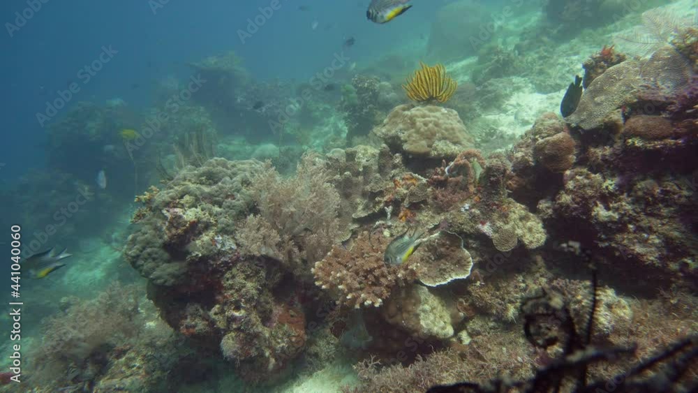 Underwater Scene Coral Reef. Tropical underwater sea fishes. Camiguin, Philippines. Underwater Scene Coral Reef. Tropical underwater sea fishes. Camiguin, Philippines.