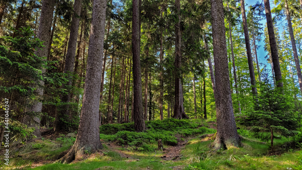 In the forest on a mountain trail.