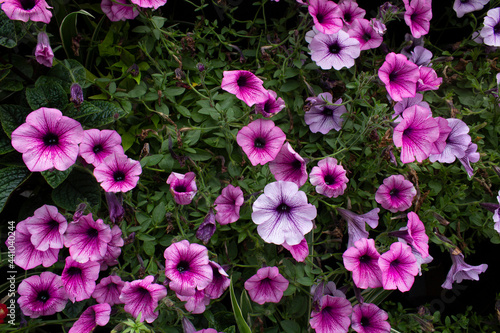 Purple petunia plant flowers with green leaves into garden 