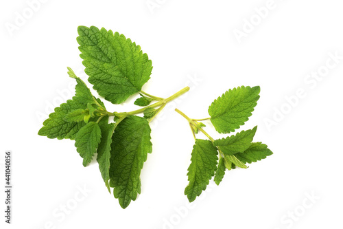 Lemon balm leaves with stems, Melissa officinalis