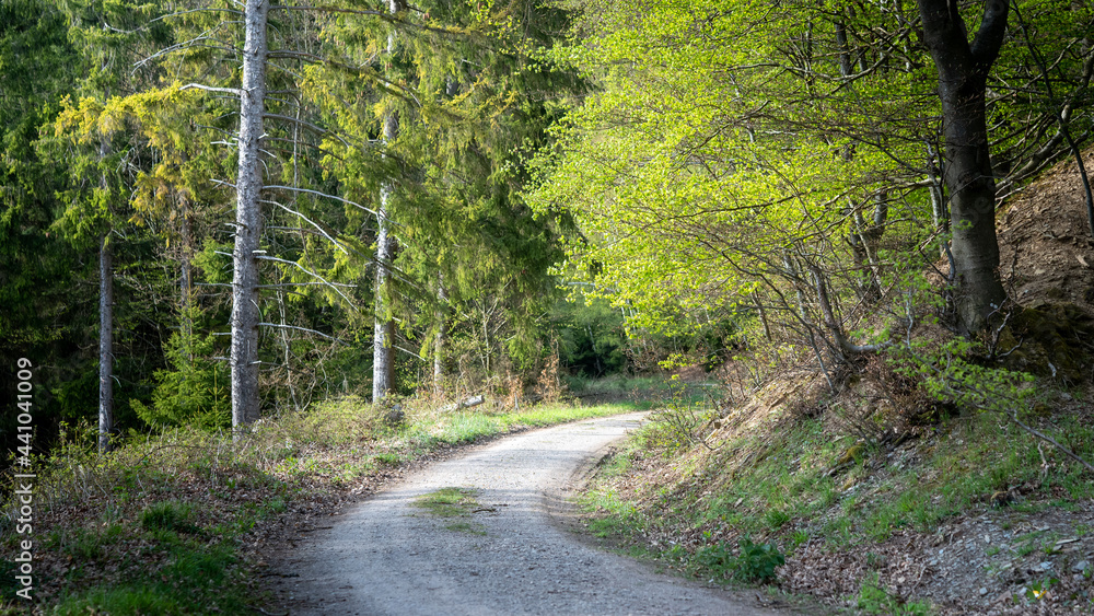 Obraz premium Waldweg