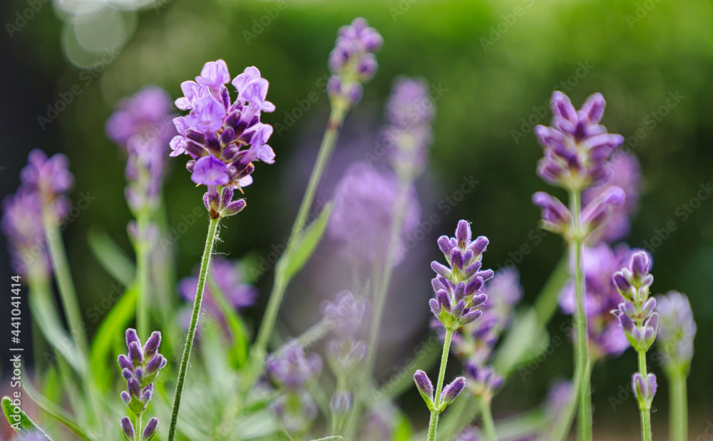 Fototapeta premium Nahaufnahme von Lavendel Blüte im Garten