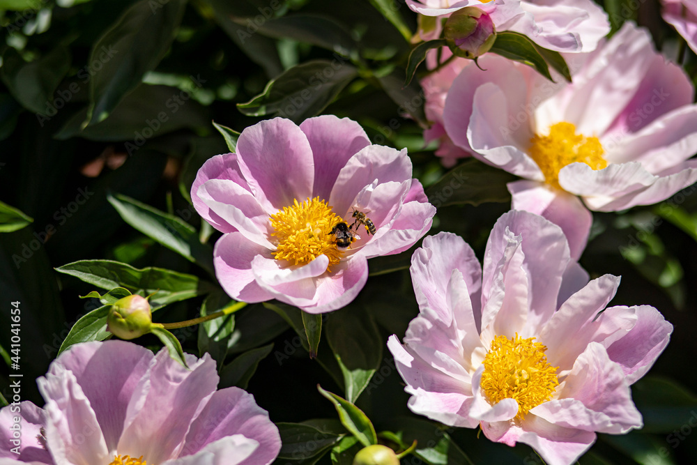 flowers flowers
