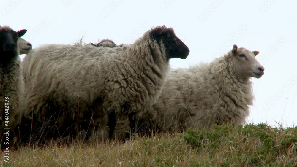 Herd of sheep grazing on a grass slope Herd of sheep grazing on a grass slope