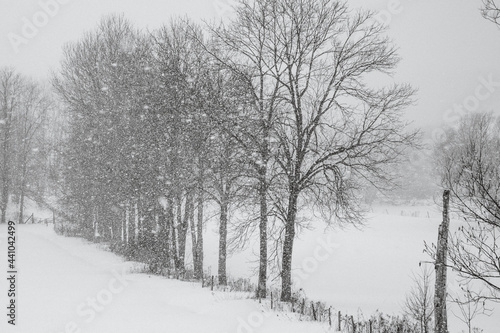 Winter trees