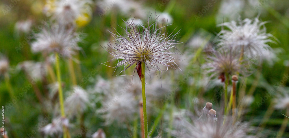 Seeds of the Pasque Flower Anemone patens L. Ranunculaceae in a stone garden Seeds of the Pasque Flower Anemone patens L. Ranunculaceae in a stone garden