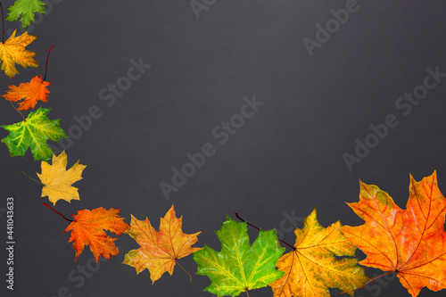 autumn leaves on a gray chalk board background  different maple leaves carried by the wind  mine place  autumn composition