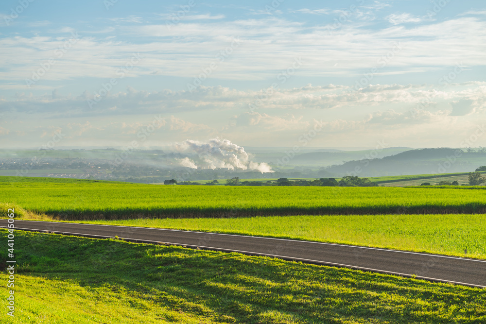Fototapeta premium Paisagem de agricultura plantação de cana-de-açúcar em Uberlândia, MG, Brasil. Colheita no campo.. Indústria de Cana.