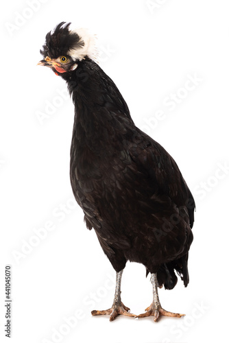 Black crested chicken isolated on white
