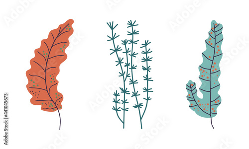Seaweeds or Plants and Aquatic Marine Algae Growing on the Ocean Bottom Vector Set